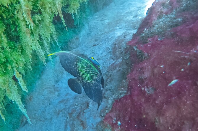Cenote; Snorkeling and Photos With Colorful Fish - Capturing Memories With Gopro