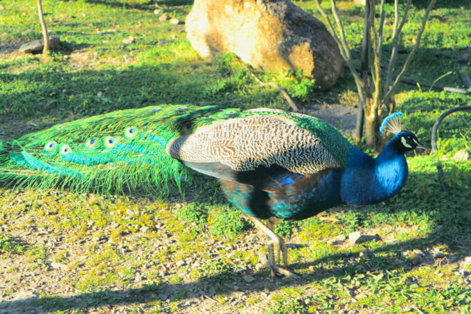 Chania: Nature Road Trip With Botanical Garden and Lunch! - Cretan Lunch at Zourva