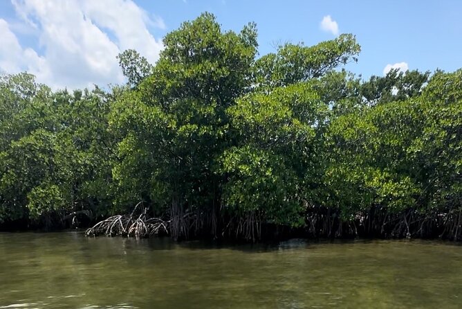 Clear Kayak John D. Macarthur State Park W/ Guide Singer Island - Tips for an Enjoyable Experience