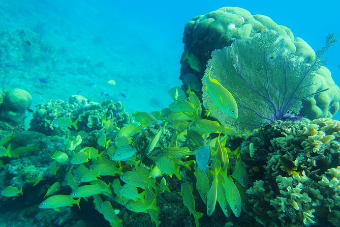 Cozumel Reef Snorkeling Tour - Recommendations for Tour Improvement