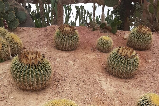 Crocodile Park+ Coco Polizzi Including Transportation and Entrance - Customer Reviews and Ratings