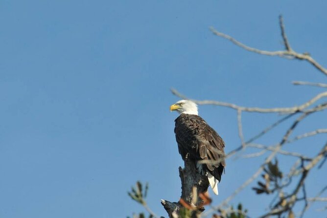Crystal River National Wildlife Refuge Sightseeing Cruise - Highlights of the Sightseeing Cruise