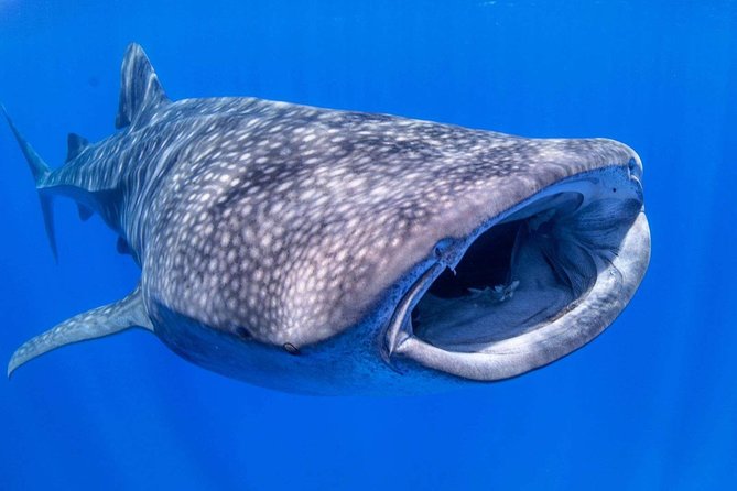 Custom Private Adventure - Snorkeling, Scuba Diving, and Marine Life Encounters