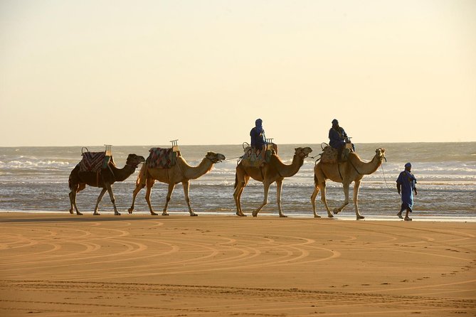 Day Camel Ride With Picnic on Essaouiras Beach - Frequently Asked Questions