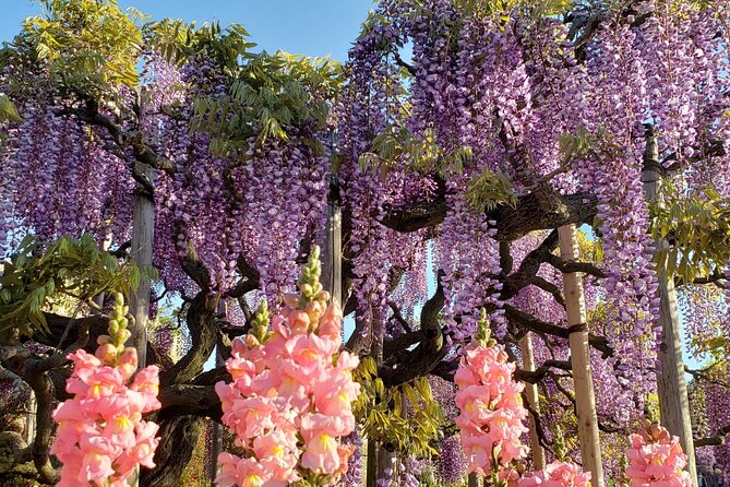 Day Trip Ashikaga Flower Park by Private Car From Tokyo - Exploring Ashikaga Flower Park