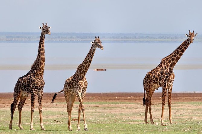 Day Trip Lake Manyara - Frequently Asked Questions