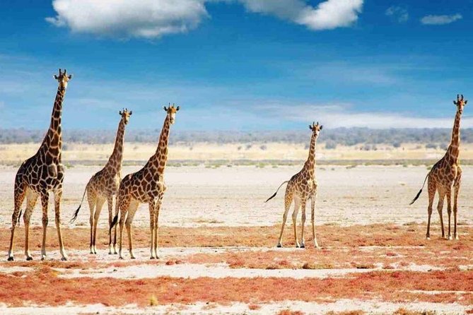 Day Trip to Selous National Park From Zanzibar or Dar Es Salaam - Travel Tips for Visitors