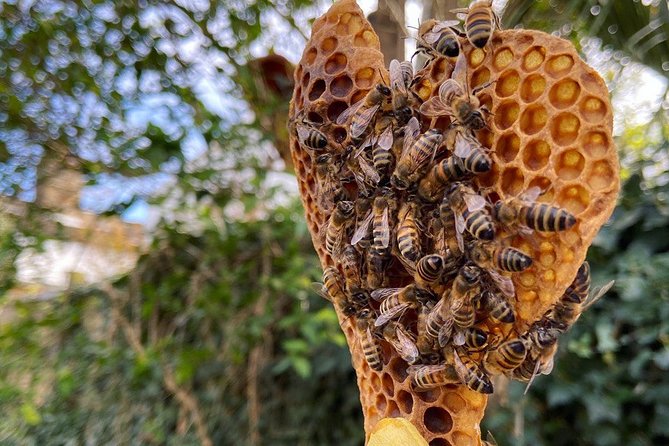 Discover Active Beehives in London - Booking and Confirmation