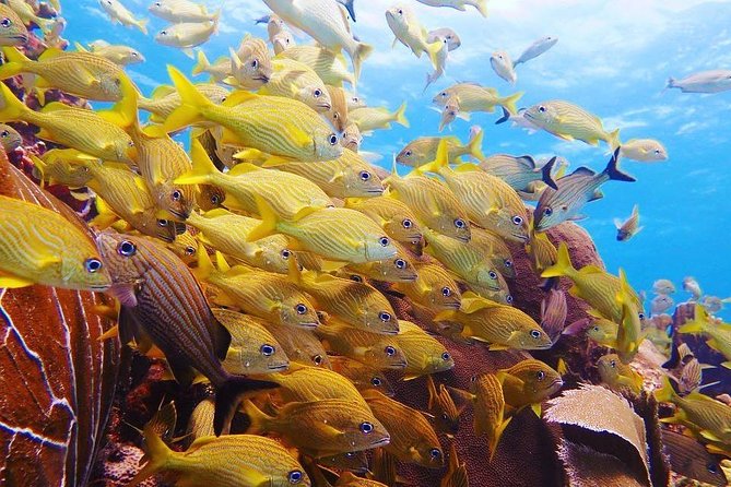 Diving in Cancun Underwater Museum of Art - Customer Reviews