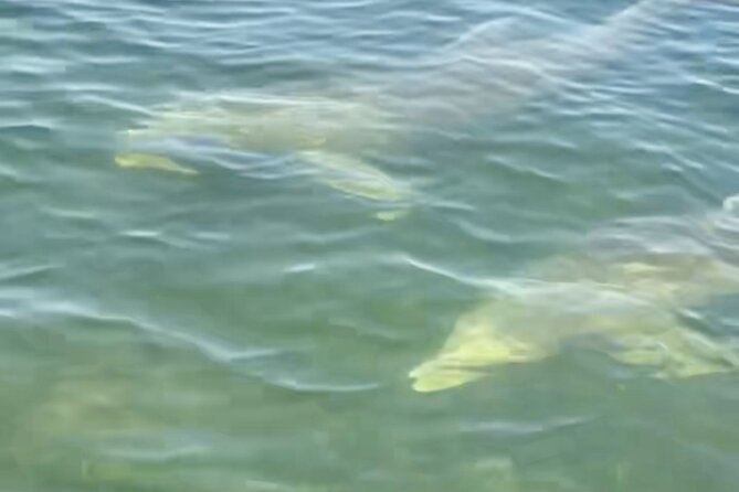 Dolphin and Manatee Kayak and SUP Adventure Tour of Cocoa Beach - Positive Traveler Experiences