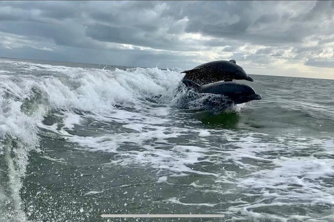 Dolphin Tours - Fort Myers Beach / Naples - Personalized and Memorable Experiences