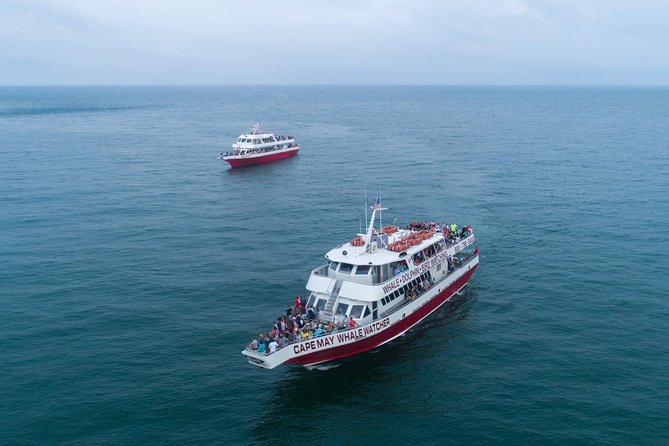 Dolphin Watching Around Cape May - Preparing for the Dolphin Watching Experience