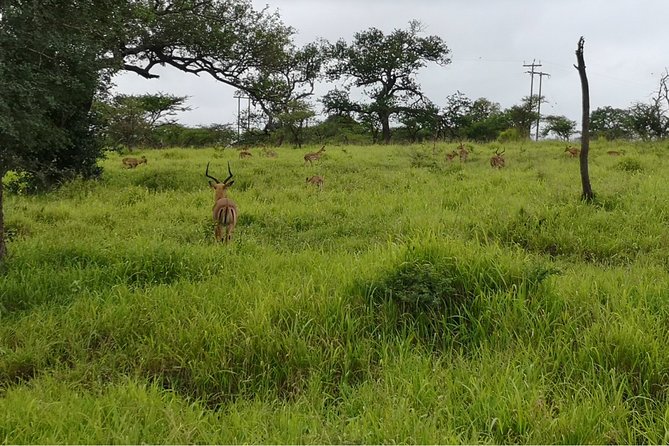 Durban: Big 5 Luxury Safari at an Award Winning Game Reserve — Zeiss Binoculars - Timing Considerations