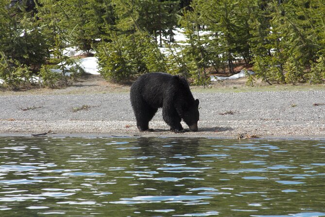 Early Morning Guided Kayak Tour - Exploring the West Thumb Geyser Basin