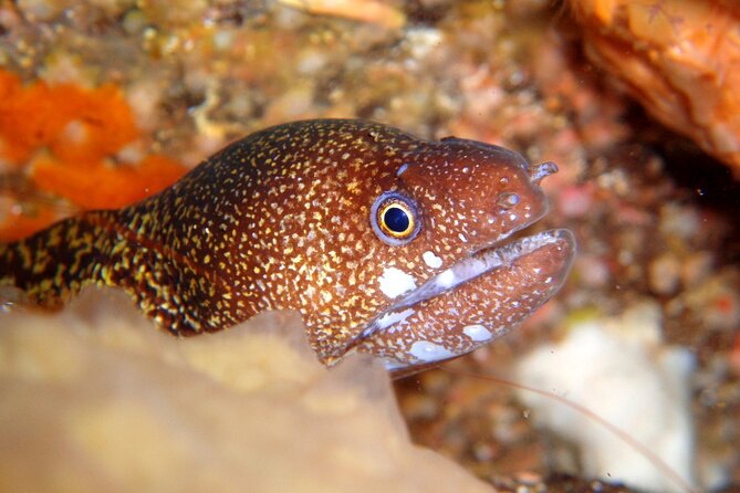 Enjoy Diving in Izu,Discover Scuba Diving for Nondiver. - What to Expect During the Dive