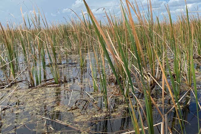 Everglades Airboat Tour Review: Is It Worth It - Frequently Asked Questions