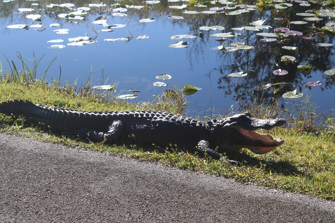 Everglades Eco Airboat Tour With Private Luxury Transportation - Customer Reviews and Ratings