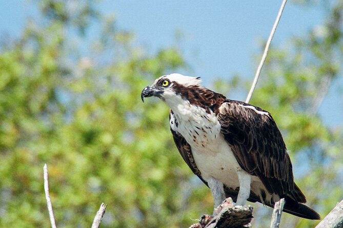 Everglades National Park Boat Tour - Wildlife Sightings