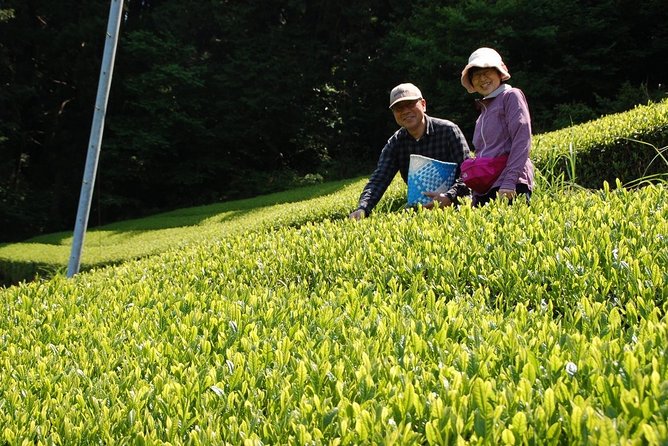 Experience Tea Picking With a Tea Farmer, and Tempura Lunch With Picked Tea Leaves - Activity Details and Restrictions
