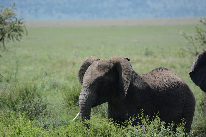 Experience the Masai Mara and the Dancing Masai in 4 Days - Cultural Encounter With the Masai