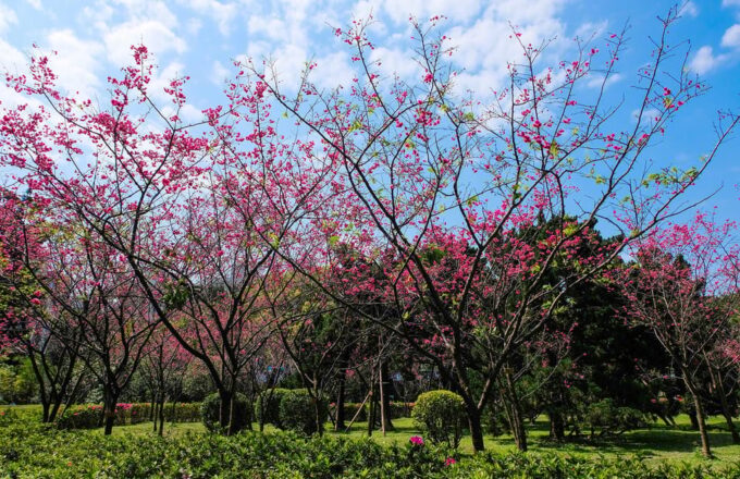 🧋Flavors of Taipei: Indulge in a Private Culinary Adventure - Preparing for the Tour