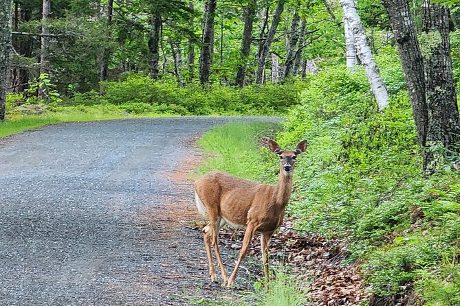 Fat Tire E-Bike Rental in Bar Harbor - Choosing the Right E-Bike for Your Adventure