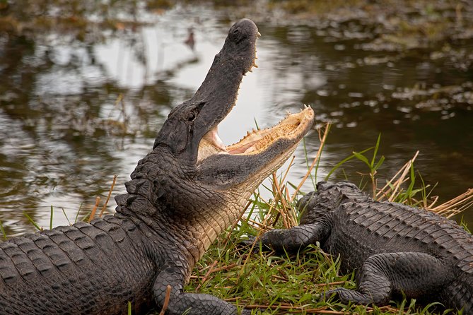 Florida Everglades Airboat Adventure Plus Miami Biscayne Bay Cruise - Accessibility and Age Restrictions