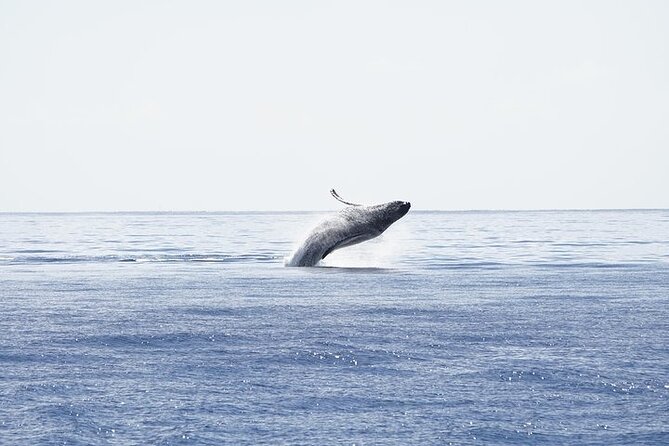From Maalaea Harbor: Sunset Whale Watch Tour Aboard the Malolo - Benefits of the Whale Watch Experience