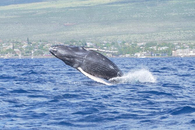 From Maalaea Harbor: Whale Watching Tours Aboard Winona Catamaran - Whale Watching Highlights