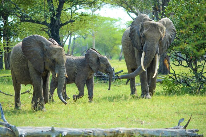 From Zanzibar: Selous Game Reserve Day Safari With Flights - Booking and Pricing Information