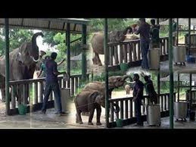 From:Galle/Mirissa Transfer to Ella With Udawalawe Safari - Customer Reviews