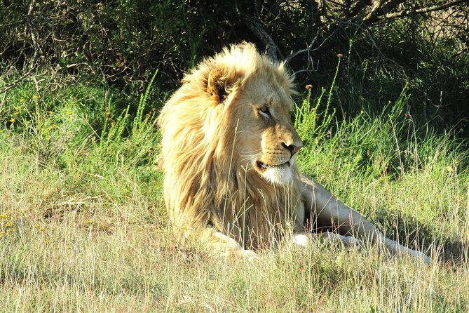 Full Day Addo Elephant National Park Safari - Frequently Asked Questions