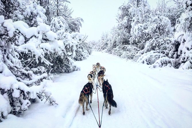Full Day Drive Your Own Dog Team Dog Sledding Tour - Booking and Logistics