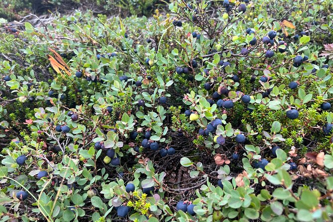 Full Day Hiking Adventure - Chugach State Park