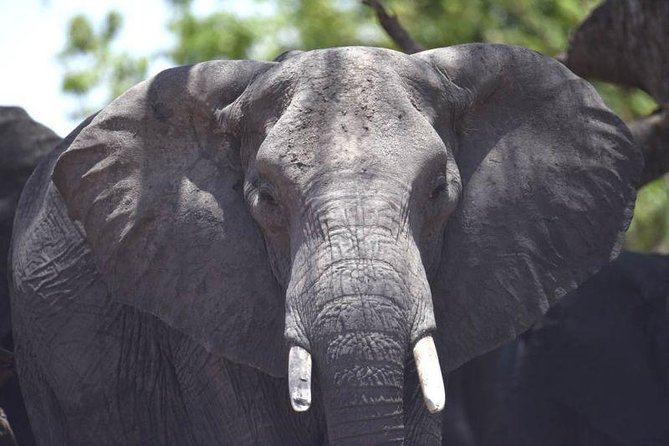 Full-Day Hwange National Park Tour From Victoria Falls - Guest Experiences and Reviews