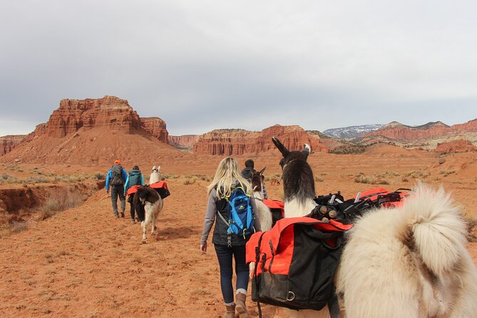 Full-Day Private Guided Llama Hikes Review - The Sum Up