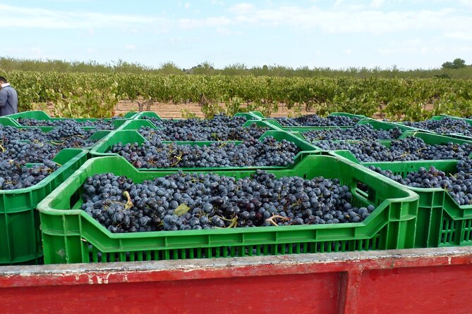 Full Day Private Requena Wineries Premium Tastings - Explore Requena Region