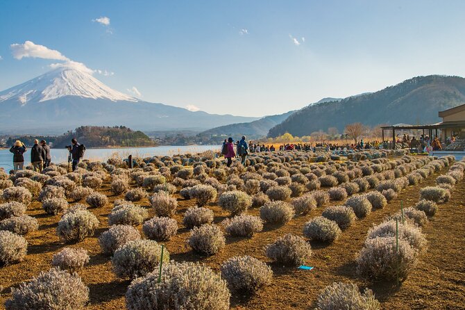 Full Day Tour in Mount Fuji and Oishi Park With Fruit Picking - Experiencing Mount Fuji
