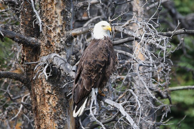 Full Day Tour in Rocky Mountain National Park Lunch Included - Wildlife Viewing Opportunities