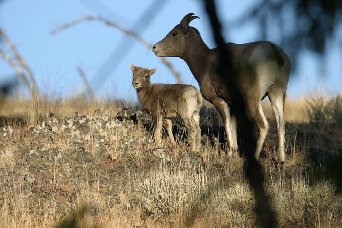Full Day Wildlife Tour in Yellowstone Lamar Valley to Canyon - Meals Included