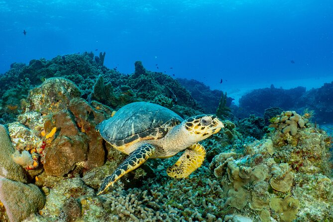 Fun Dives Cozumel South Marine Park - Booking Process