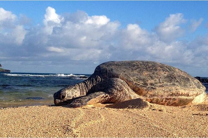 FUV Self Guided Island Adventure Tour - Pricing and Booking Information