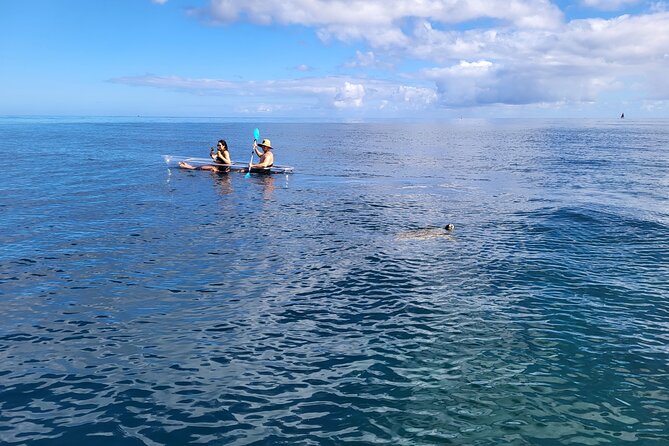 Glass Bottom Kayak - Guaranteed to See Turtles! - Memorable Moments With Guides