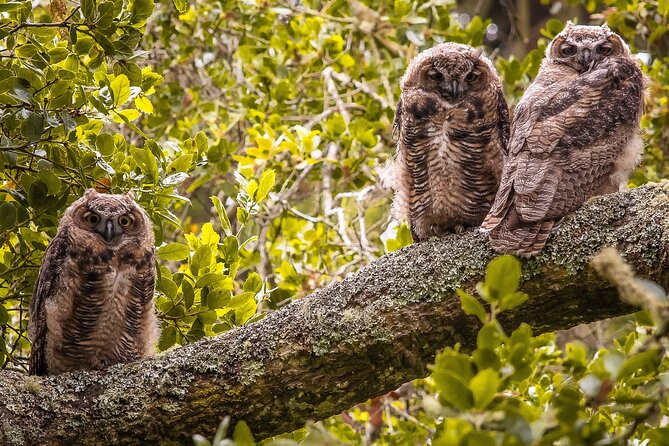Golden Gate Park Twilight Wildlife Tour Review - Frequently Asked Questions