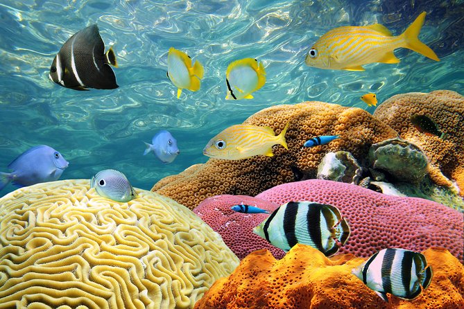 Grand Bahama Island Ferry Day Trip - Recommended Activities on the Island