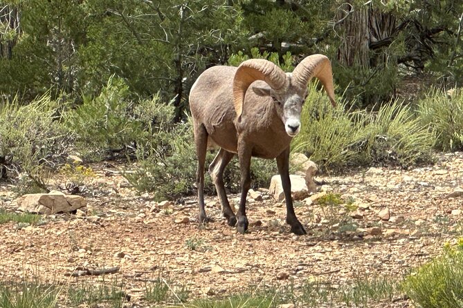 Grand Canyon Luxury Car Tour Experience - Discovering Native American History