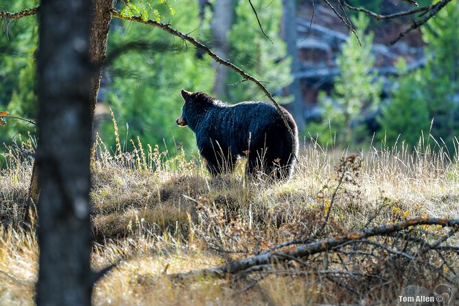Grand Teton, Yellowstone, Devils Tower and Mount Rushmore 7-day Tour - Health and Safety