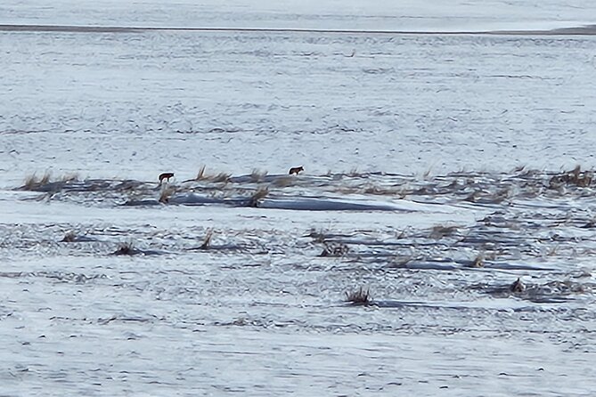 Great Salt Lake and Antelope Island Day Tour - Cancellation Policy