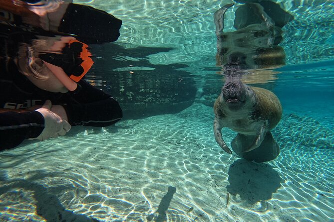 Guided Crystal River Manatee Snorkeling Tour - Pricing and Cancellation Policy