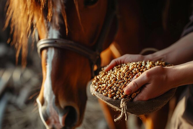 Guided Experience to Learn About Horses and Horse Care - How to Book